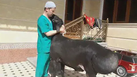 САМЫЙ БОЛЬШОЙ БАРАН МИРЕ