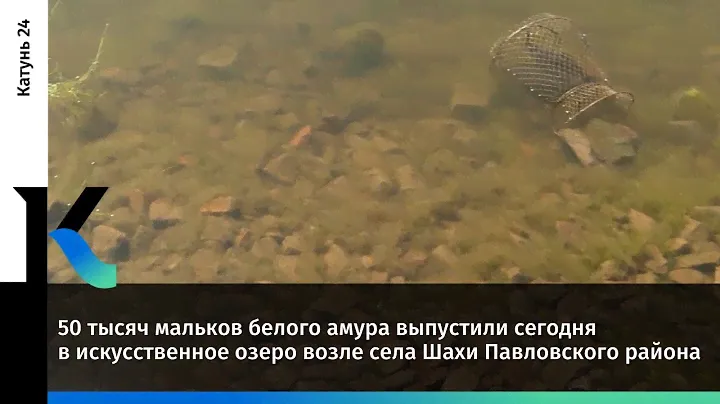 50 тысяч мальков белого амура выпустили в искусственное озеро возле села Шахи Павловского района