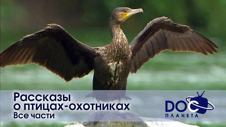 Рассказы о птицах-охотниках. Все части - Документальный фильм