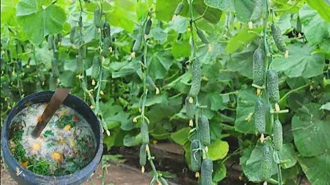 ПРОСТО  ЛЬЮ ПОД ОГУРЦЫ,ПОД ПЕРЕЦ ПО ПОЛ ЛИТРА-И УРОЖАЙ СОБИРАЮ ЯЩИКАМИ.ПЛОДОНОСЯТ КАК НЕНОРМАЛЬНЫЕ