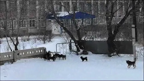 Бродячие собаки в городе Славгород Алтайский край