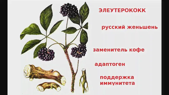196.  #ЭЛЕУТЕРОКОКК Весенний упадок сил - настойка ЭЛЕУТЕРОКОККА, русский женьшень
