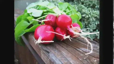 посев семян эспарцета, sowing sainfoin,
