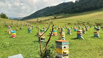 Горноалтайская пасека. Окрестности с.Манжерок, Алтай. Эпизод XII
