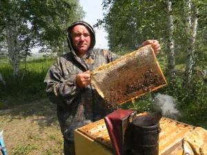 Мед алтайский Алтайский мёд от Пасечников Алтая