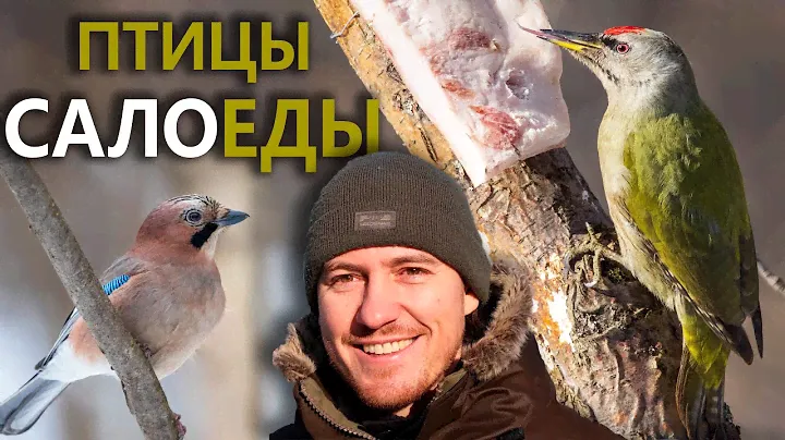Птицы-Салоеды