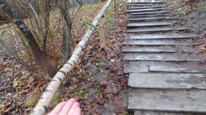 Голодные синицы атакуют стаей / Titmouses in Pavlovsk